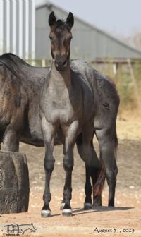 Blue Breeze's 2023 Roan Filly